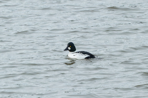 Porrón osculado (Bucephala clangula)
