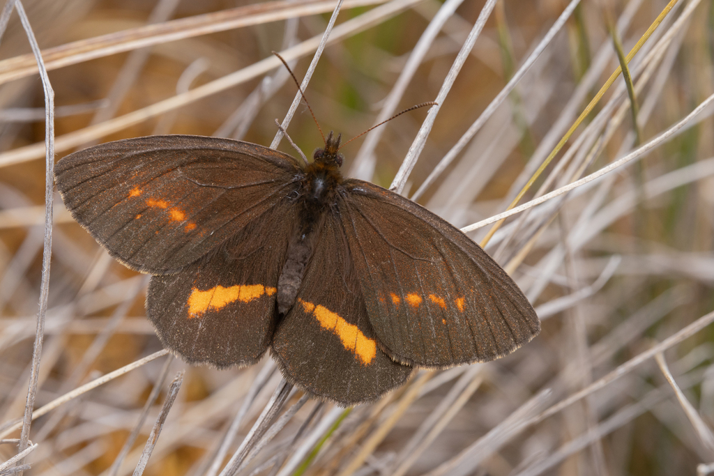 Altopedaliodes nebris