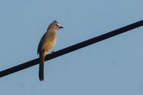 Flavescent Bulbul (Pycnonotus flavescens), photo 8