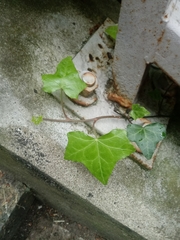 Hedera helix