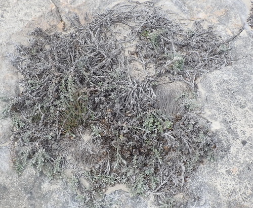 Image of Helichrysum retortum by (c) Nicola van Berkel, some rights reserved (CC BY-SA)