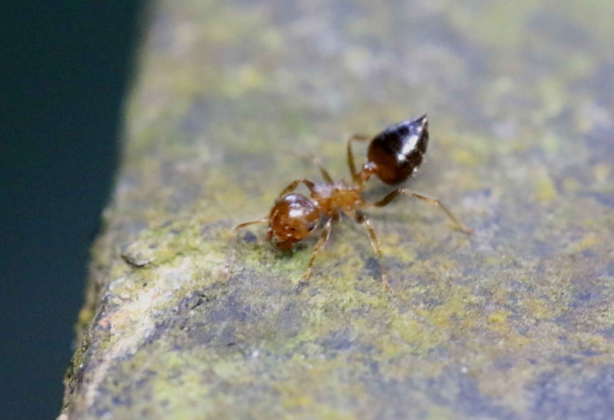 Crematogaster egidyi