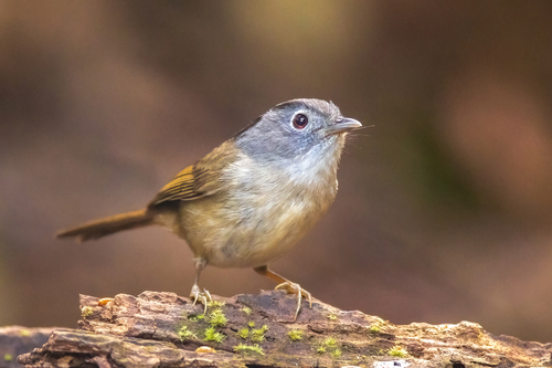 Mountain Fulvetta (Alcippe peracensis), photo 6