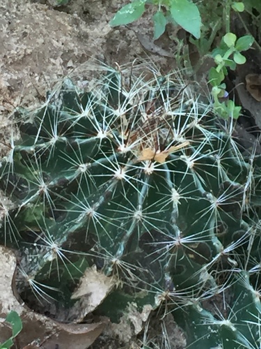 Miniature Barrel Cactus