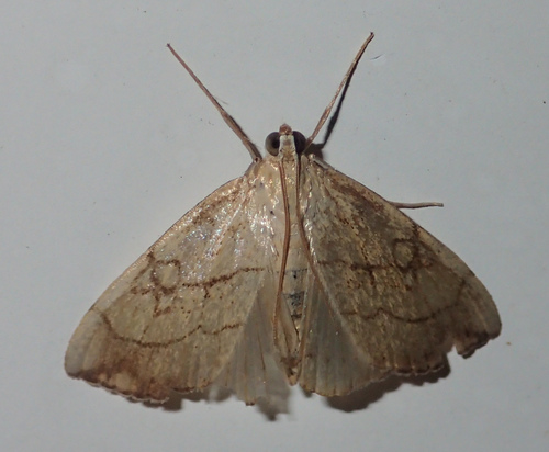 Purple-backed Cabbageworm Moth photo 3