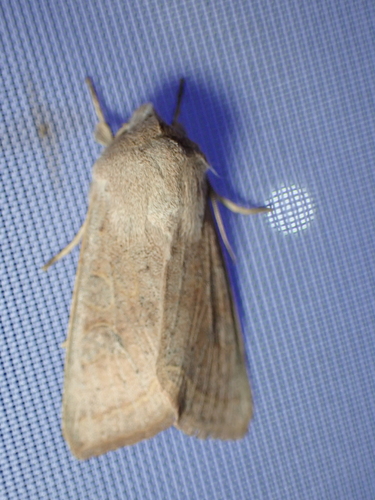 Orthosia gracilis