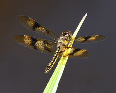 Perithemis thais