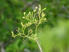 Gyrocarpus mocinoi