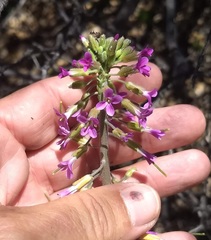 Boechera californica