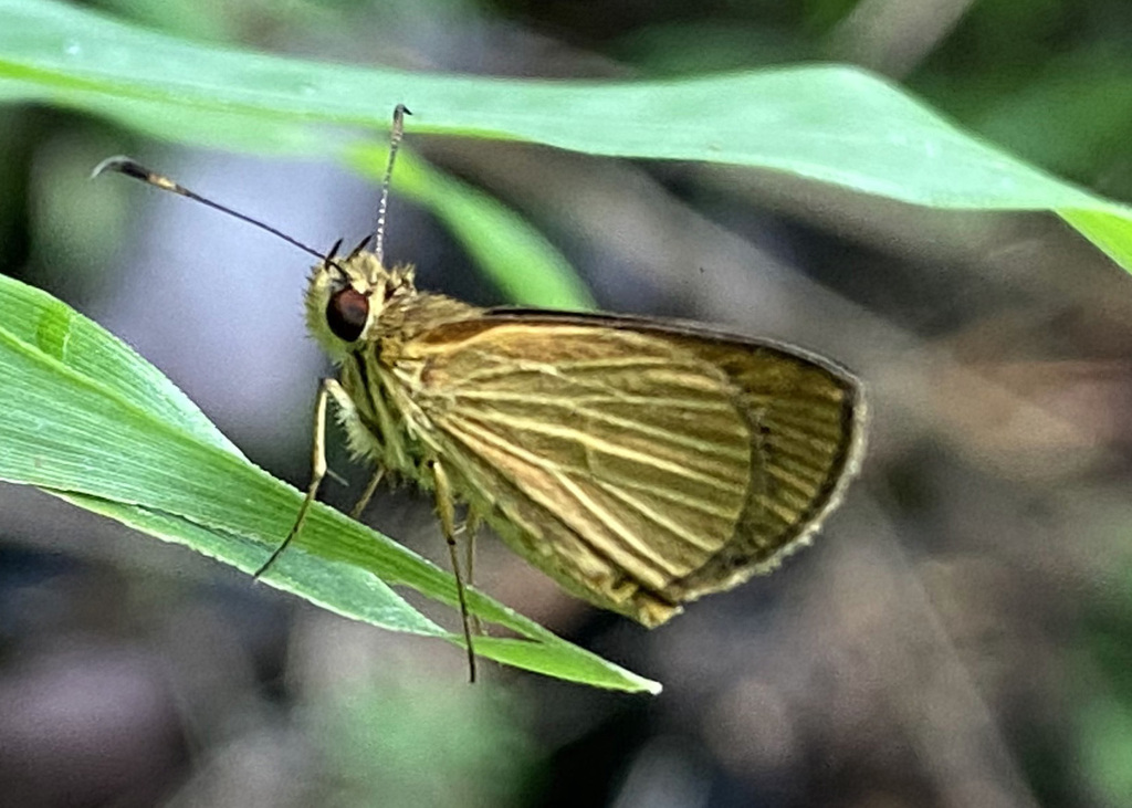 Lento xanthina