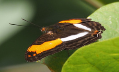 Image of Adelpha erotia