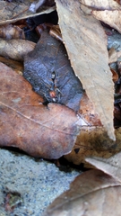 Odontomachus erythrocephalus