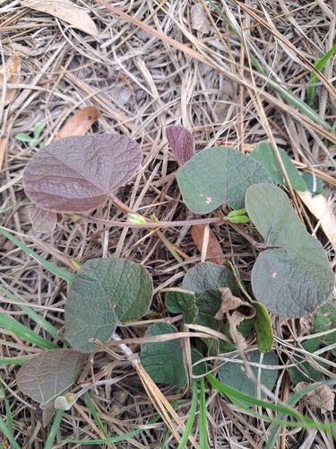 Image of Rhynchosia michauxii by no rights reserved