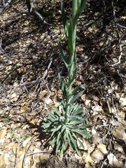 Boechera californica