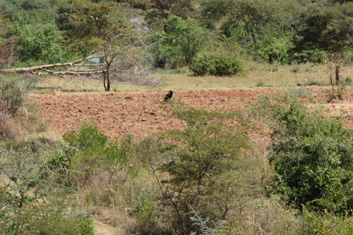 Long-crested Eagle