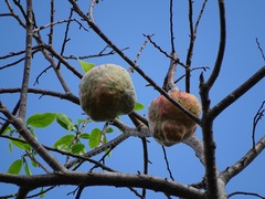 Annona reticulata
