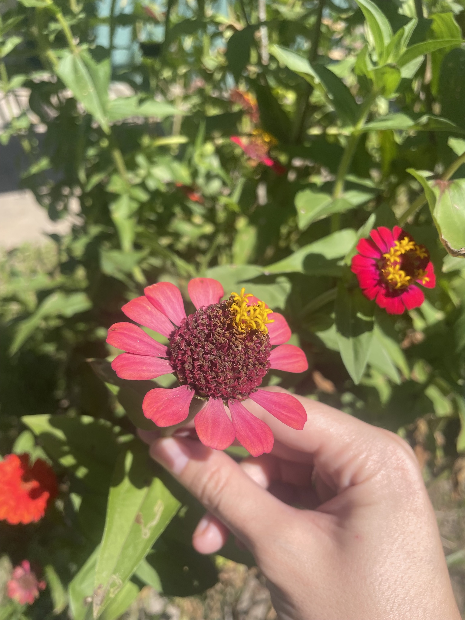 Zinnia elegans