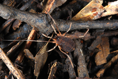 Eumesosoma