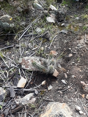 Corryocactus melanotrichus