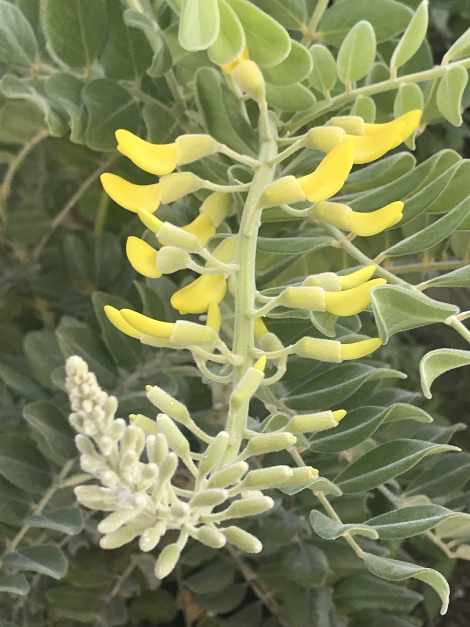 Sophora tomentosa var. occidentalis