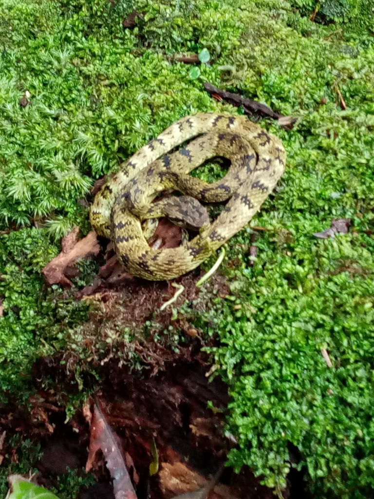 Andean Forest-pitviper
