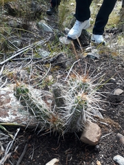 Corryocactus melanotrichus