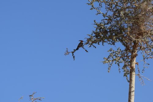 Common Hoopoe
