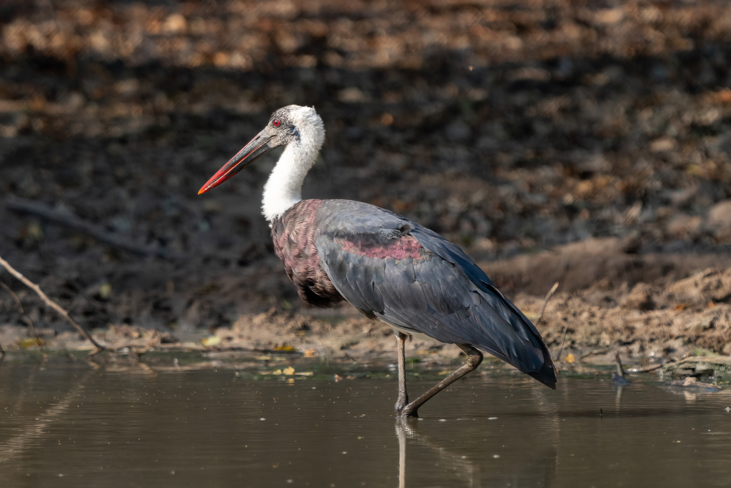African Woolly-Necked Stork