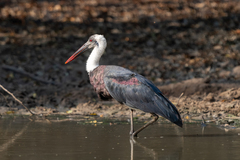 African Woolly-Necked Stork photo 1