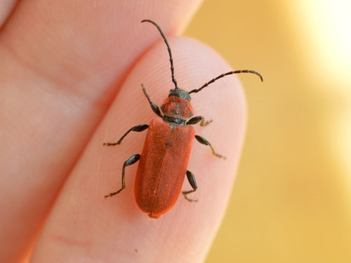 Photo of Welsh Oak Longhorn Beetle (Pyrrhidium sanguineum)