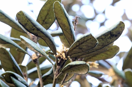 Image of Quercus championii by no rights reserved