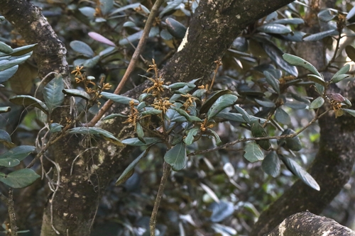 Image of Quercus championii by no rights reserved