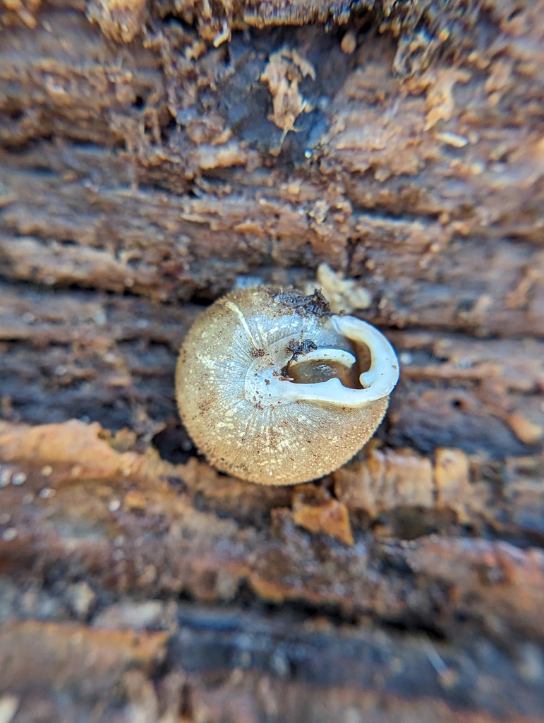 shagreen