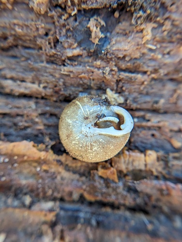 shagreen