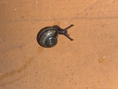 Cepaea