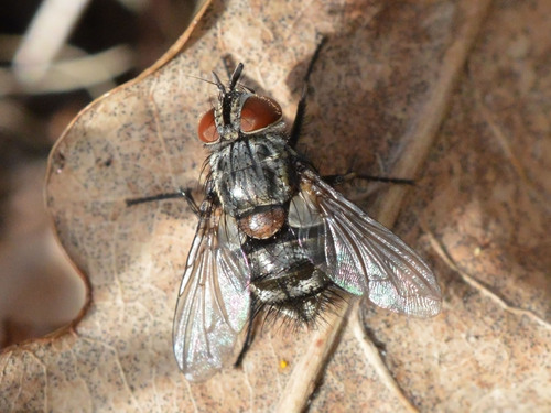 Carcelia lucorum