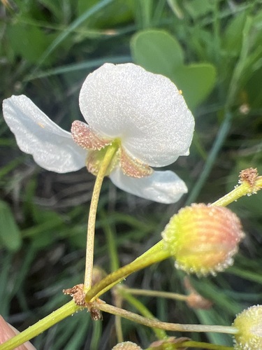Image of Sagittaria papillosa by (c) Andy Jordan, some rights reserved (CC BY)