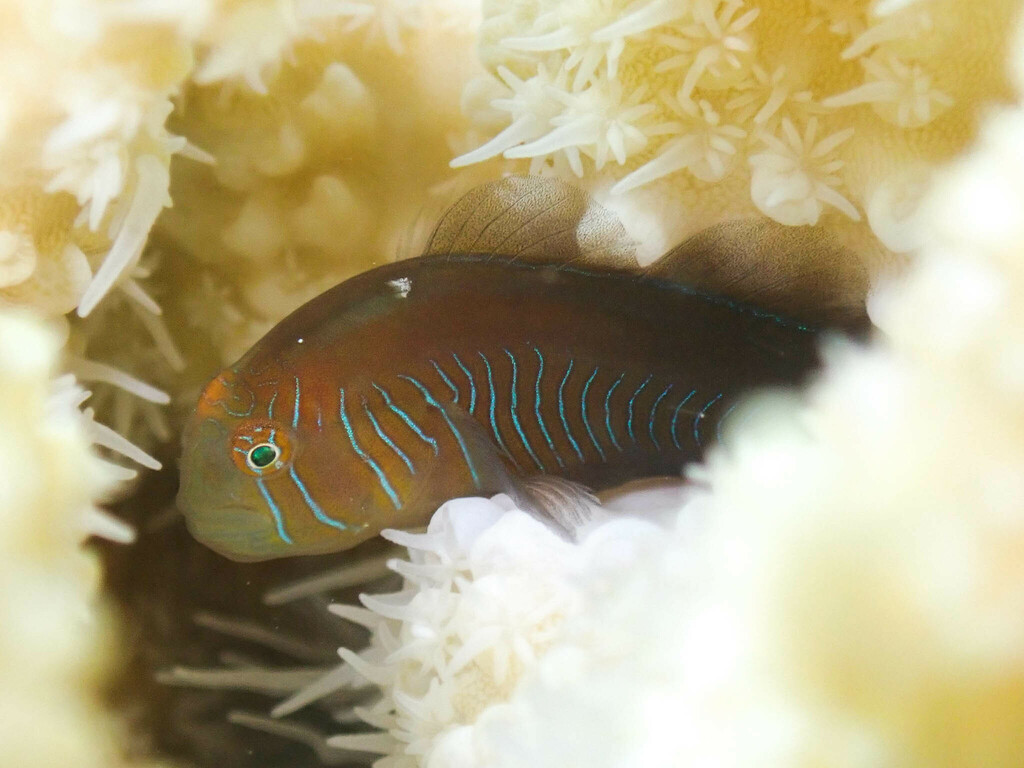 Orangespotted Goby