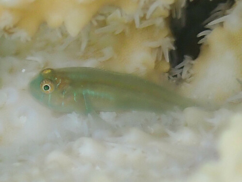 Gobiodon rivulatus observed 2024-02-09