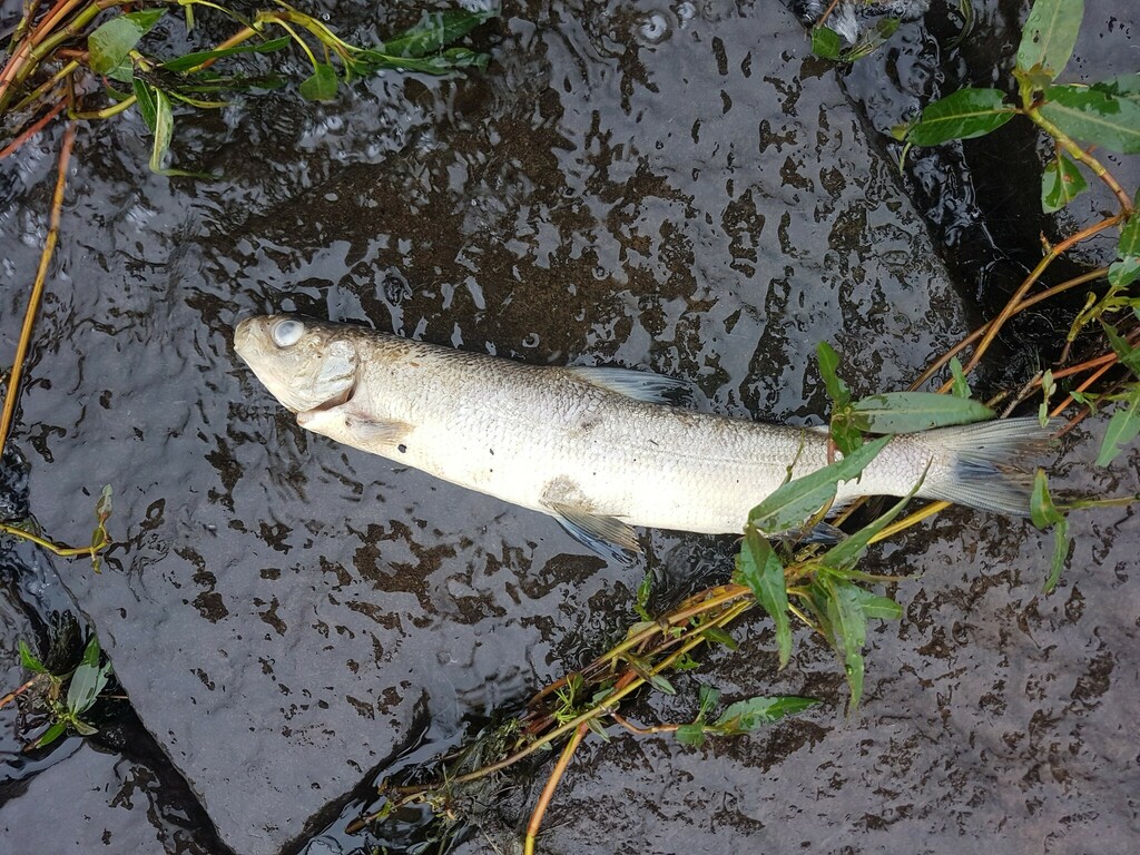 Powan (Coregonus clupeoides) — Salmonidae