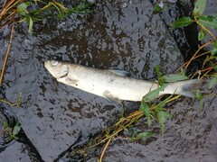 Scottish Whitefish photo 1