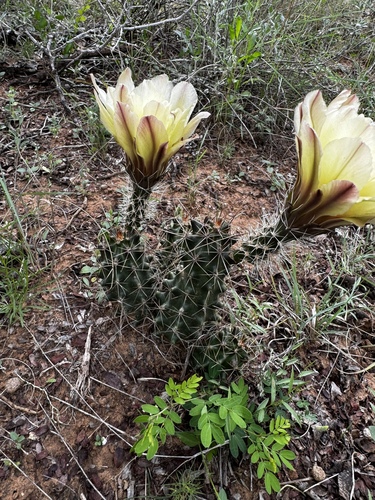 Echinocereus papillosus