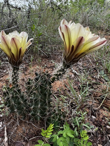 Echinocereus papillosus