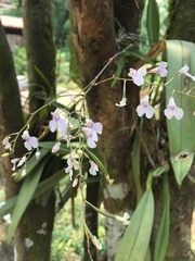 Ionopsis utricularioides