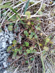 Hydrocotyle microphylla