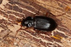 Nebria