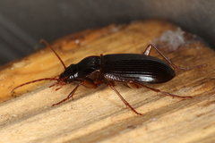 Nebria