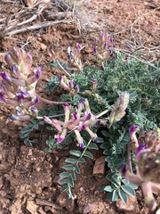 Astragalus tephrodes