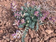 Astragalus tephrodes