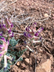 Astragalus tephrodes